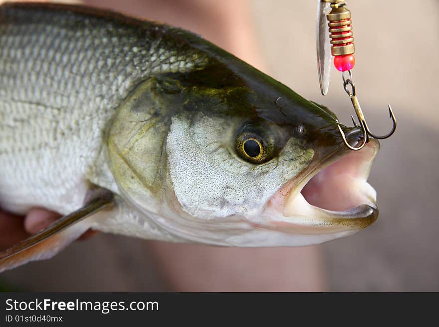 Fish Close-up