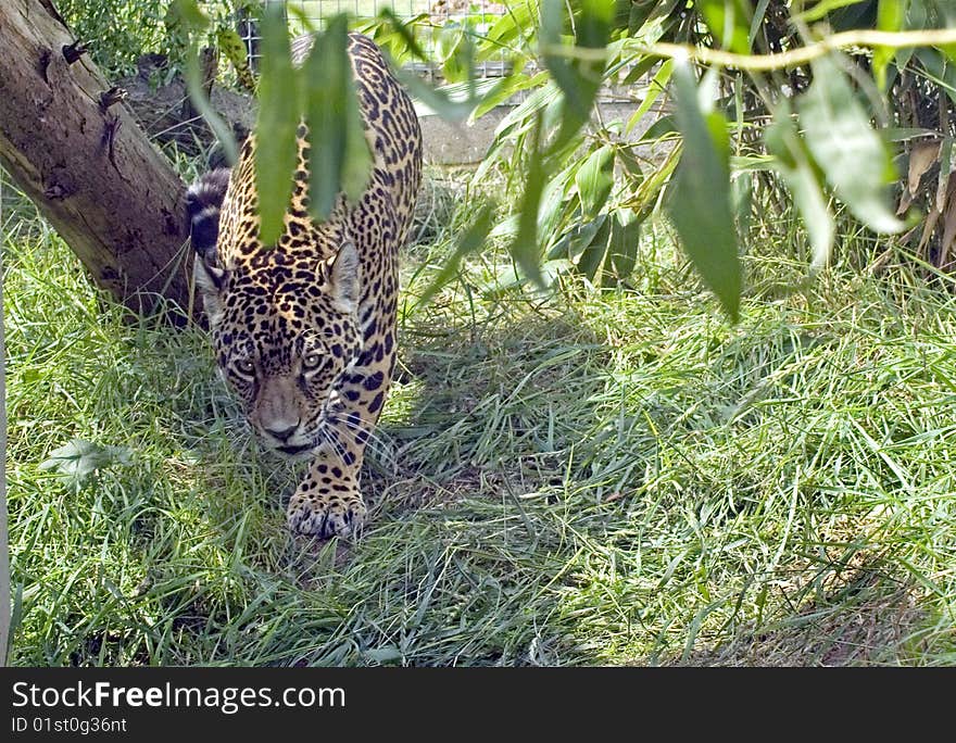 Jaguar (Panthera Onca) prowling in undergrowth.