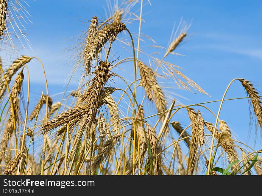 Close-up Wheat Ears