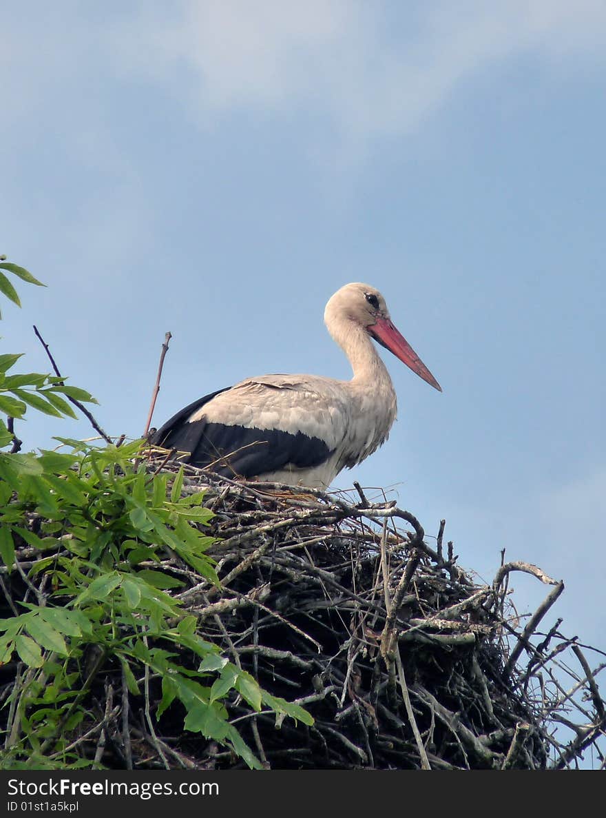 Stork in a nest