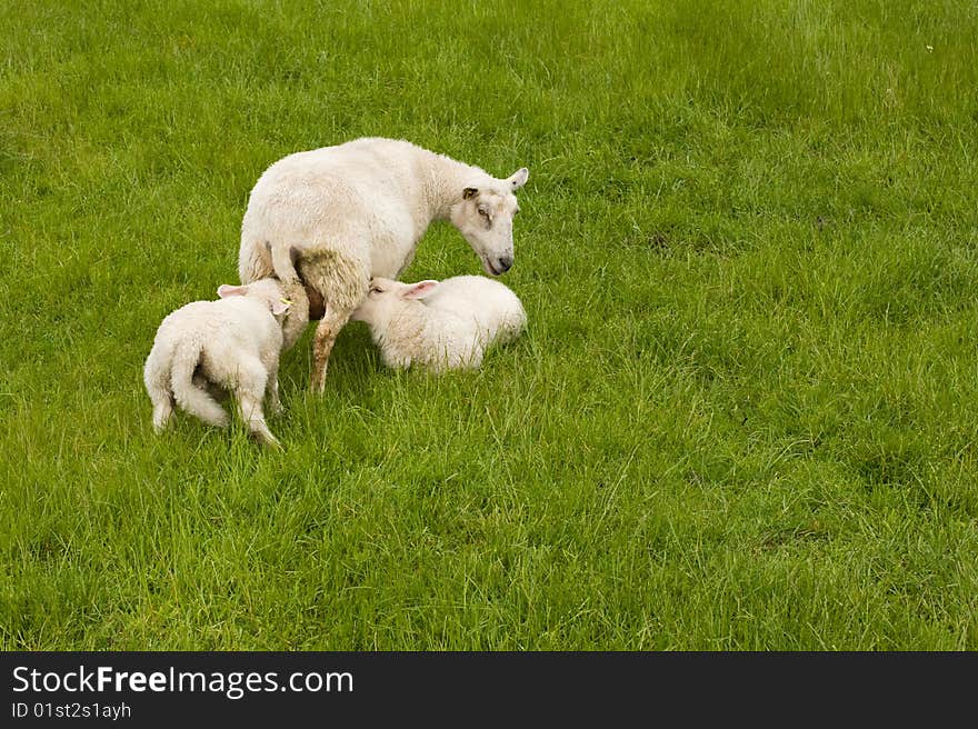 Mother sheep breast feeding 2 lambs. Mother sheep breast feeding 2 lambs