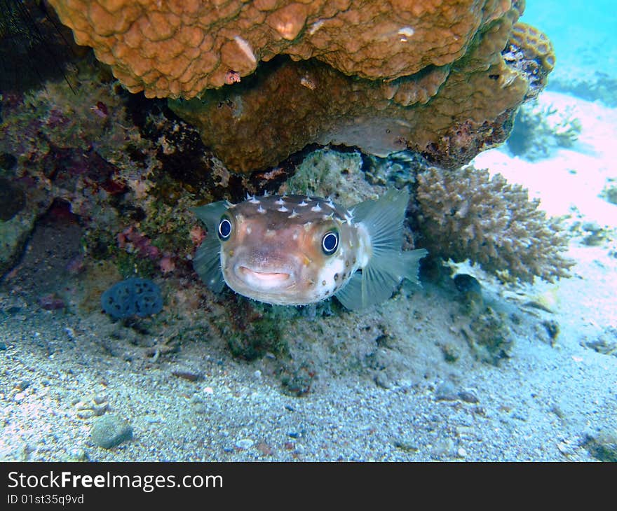 A Blowfish in the Red Sea