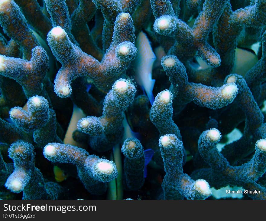 White corals in the Red Sea