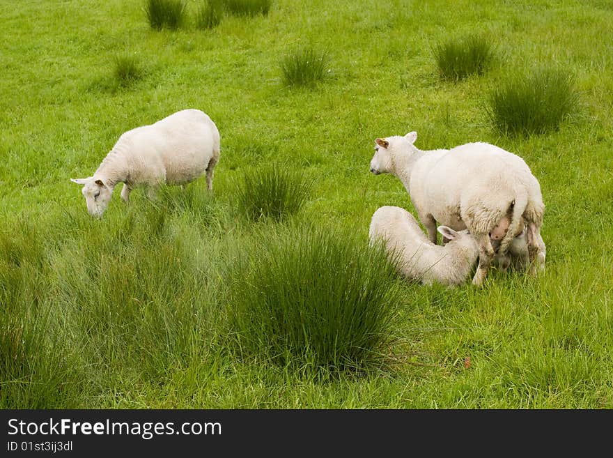 Mother sheep breast feeding 2 lambs. Mother sheep breast feeding 2 lambs