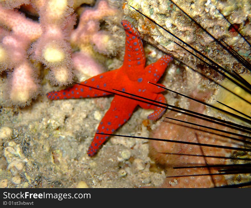 Starfish and sea urchin