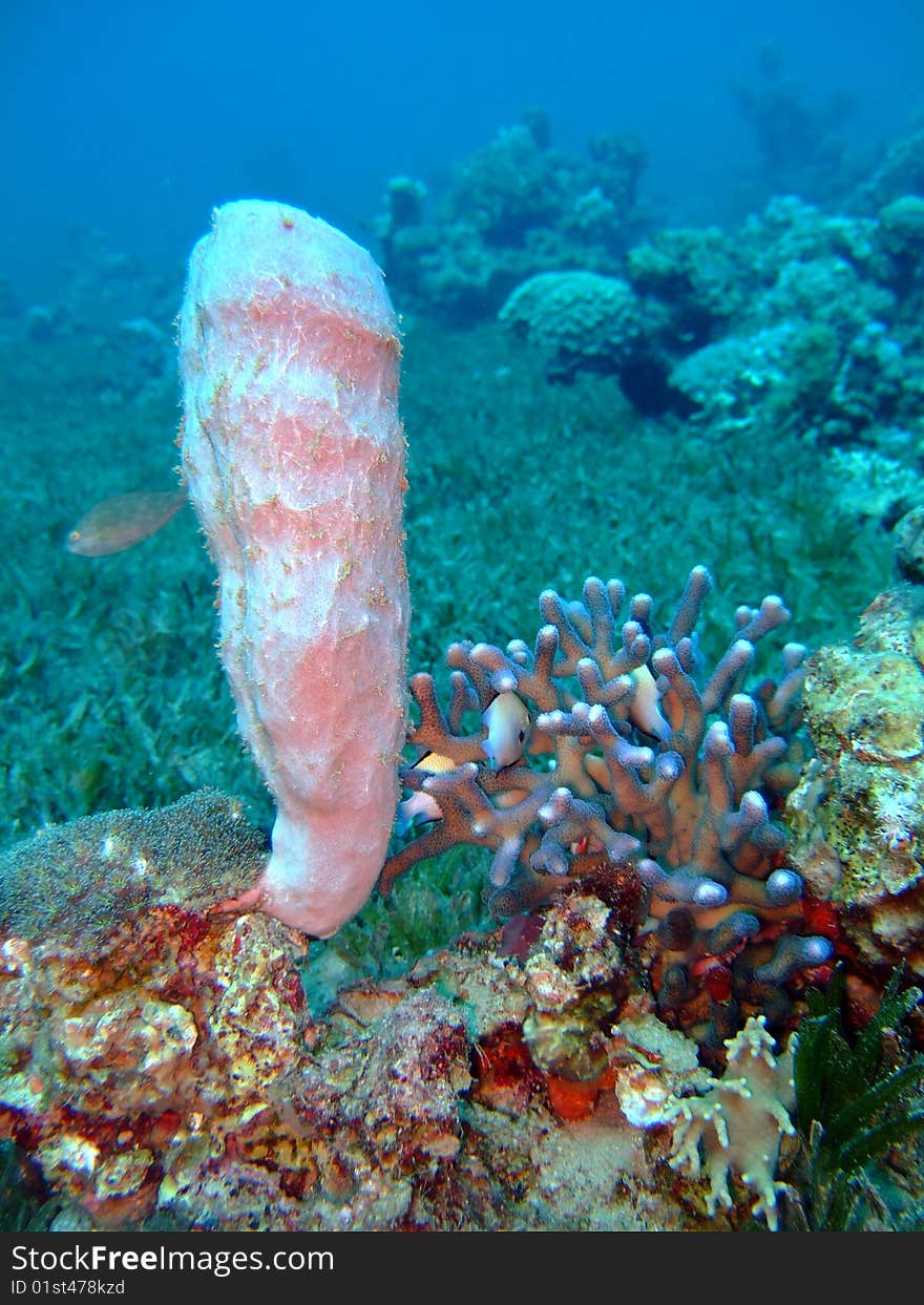 White corals in the Red Sea