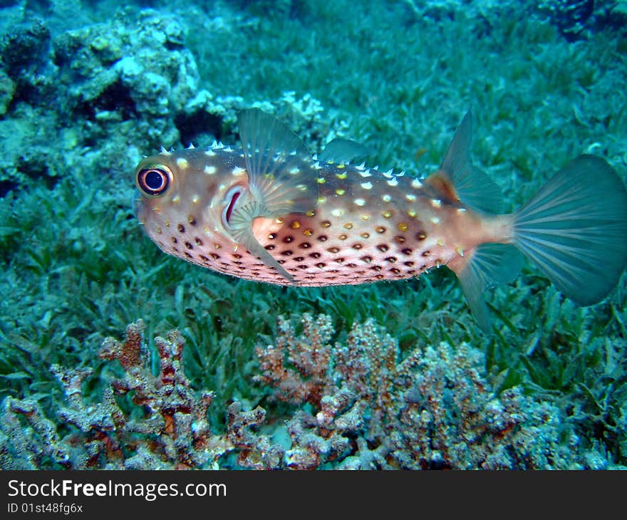 A Blowfish in the Red Sea