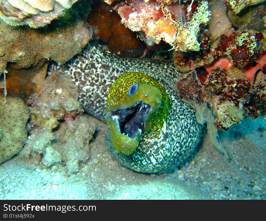 A Muraena (eel) in the Red Sea