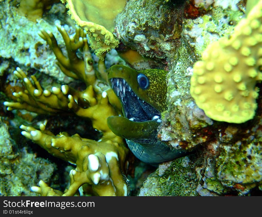 A Muraena (eel) in the Red Sea