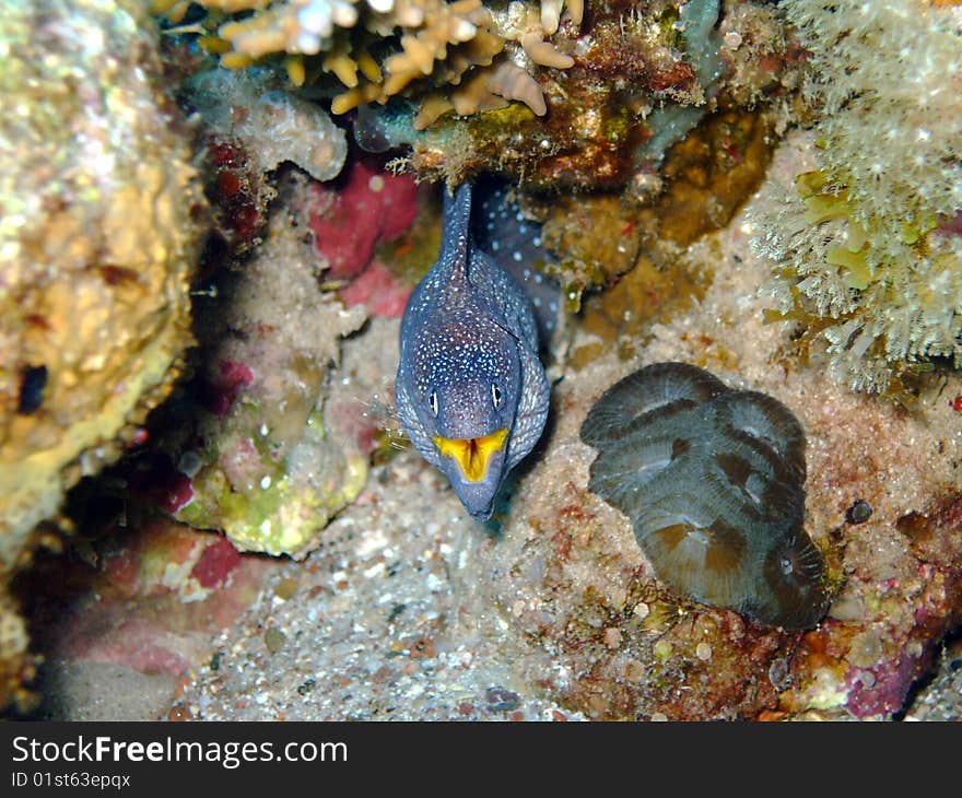 A Muraena (eel) in the Red Sea