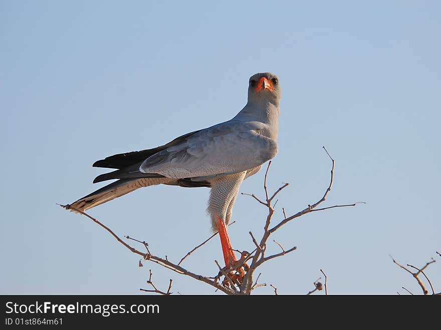 Chanting Goshawk