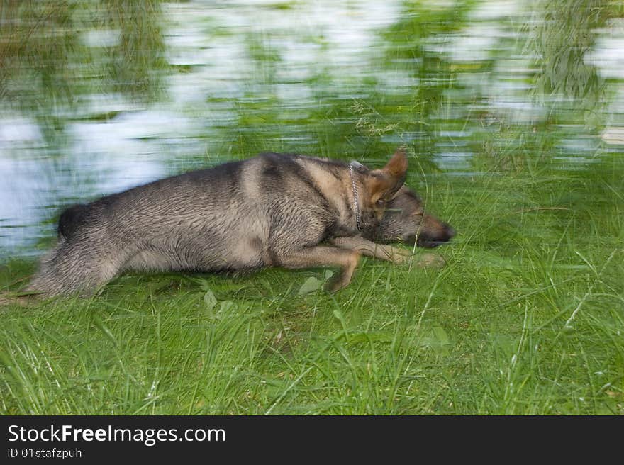 Running dog motion blur