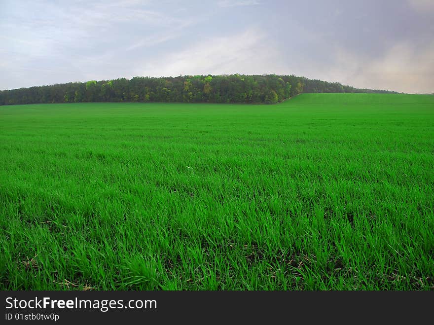 Green lush meadow and blue sky with clouds