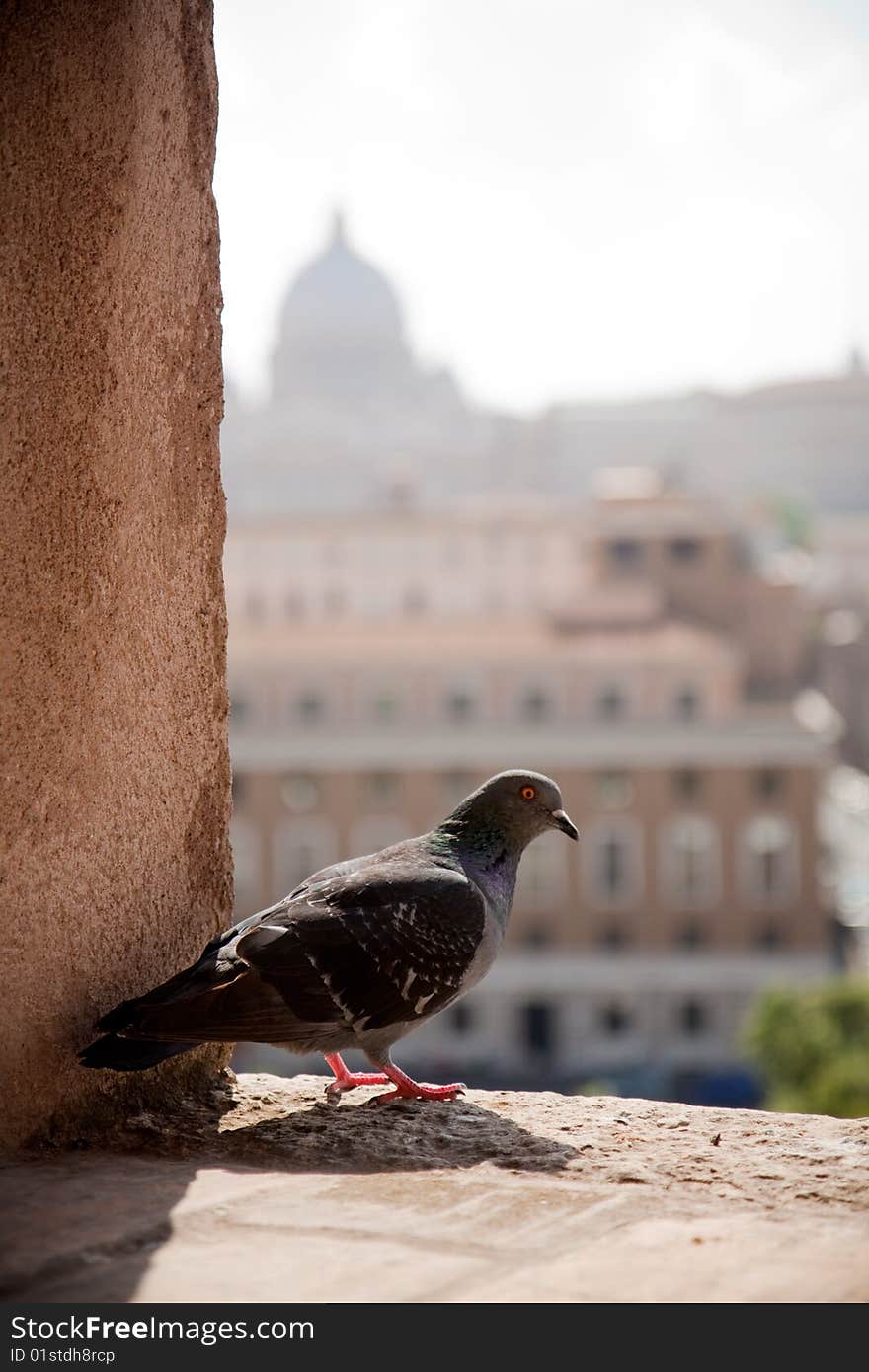 Pigeon resting with Vatican in the background