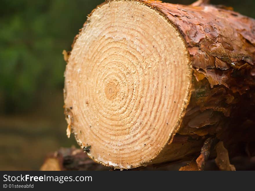 Logs from a pine on timber cutting