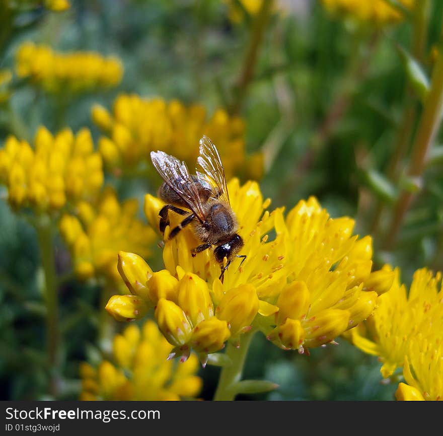 Bee sitting on yellow flower. Bee sitting on yellow flower.