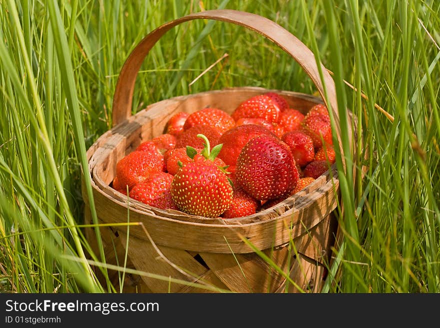 Herb basket strawberries of the berry. Herb basket strawberries of the berry