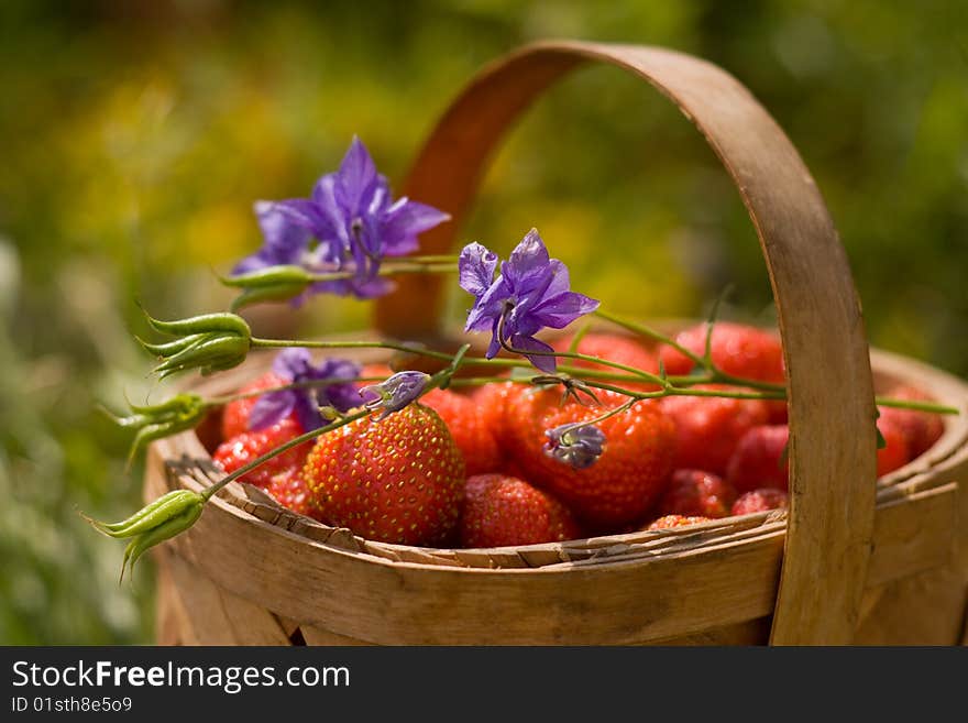 Herb basket strawberries of the berry. Herb basket strawberries of the berry