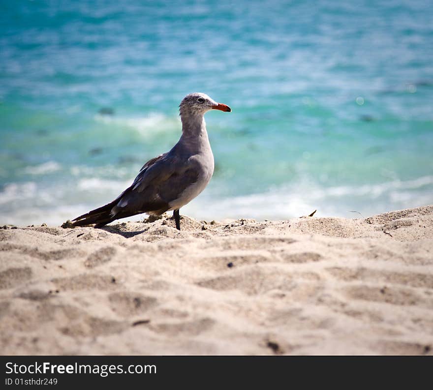 Seagull on the beach