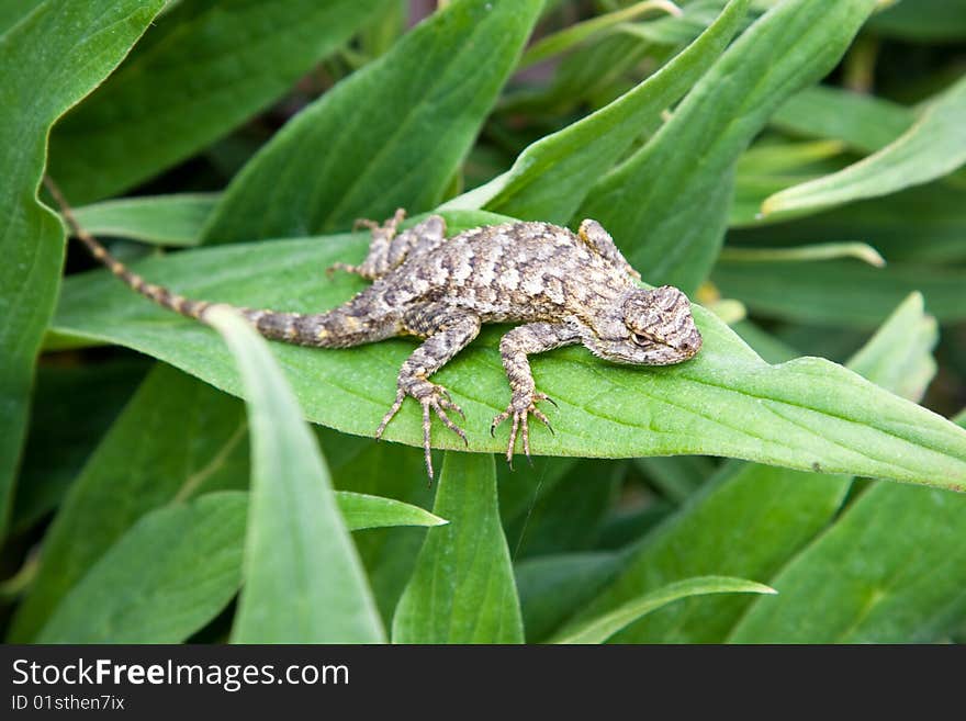 Beach Lizard