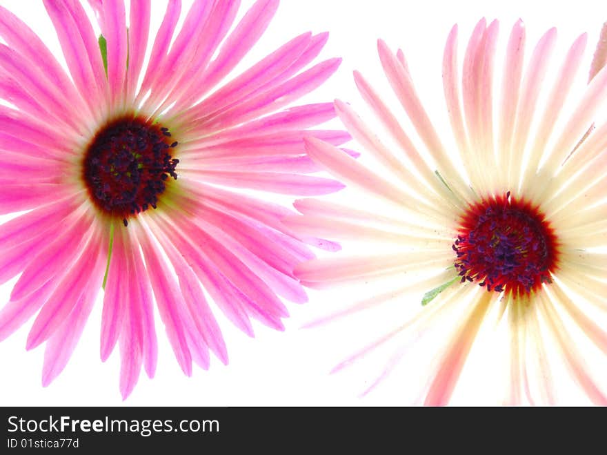 Pink flowers on light box