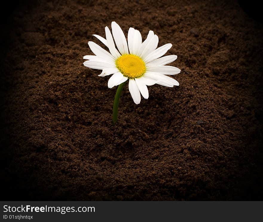 Beautiful daisy from the ground. Beautiful daisy from the ground