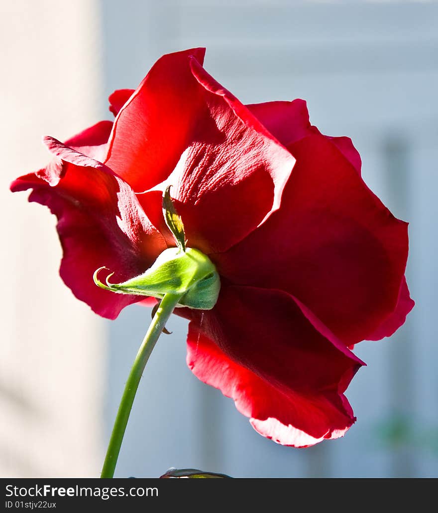 The back of a red rose.