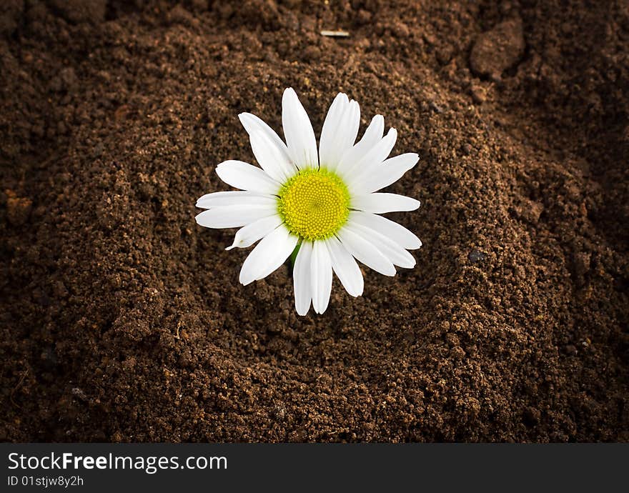 Beautiful daisy from the ground. Beautiful daisy from the ground