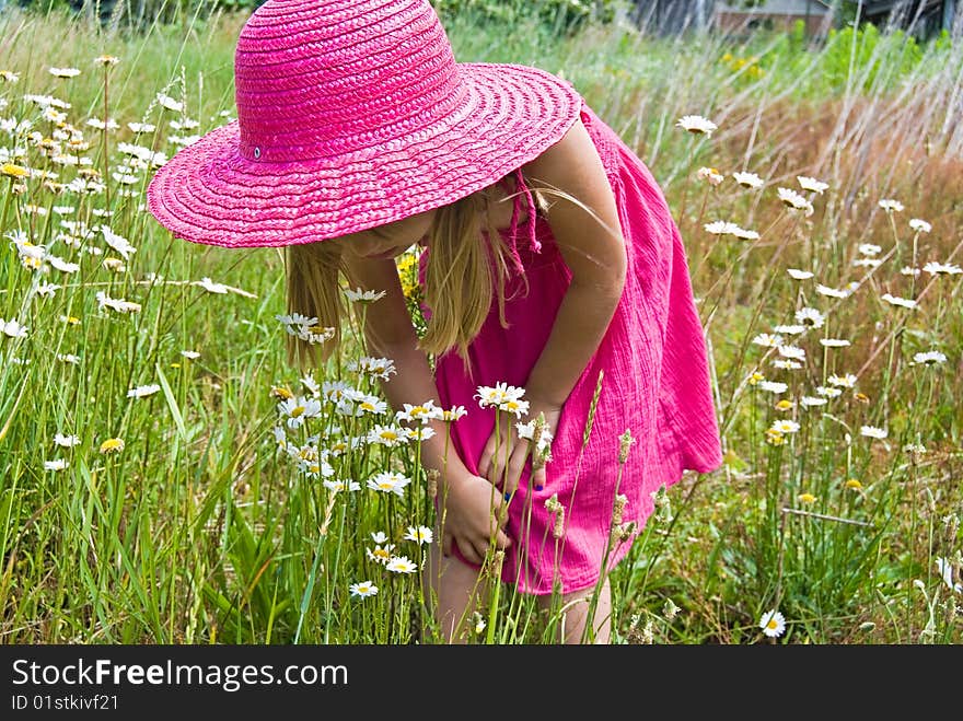 Wild Daisies