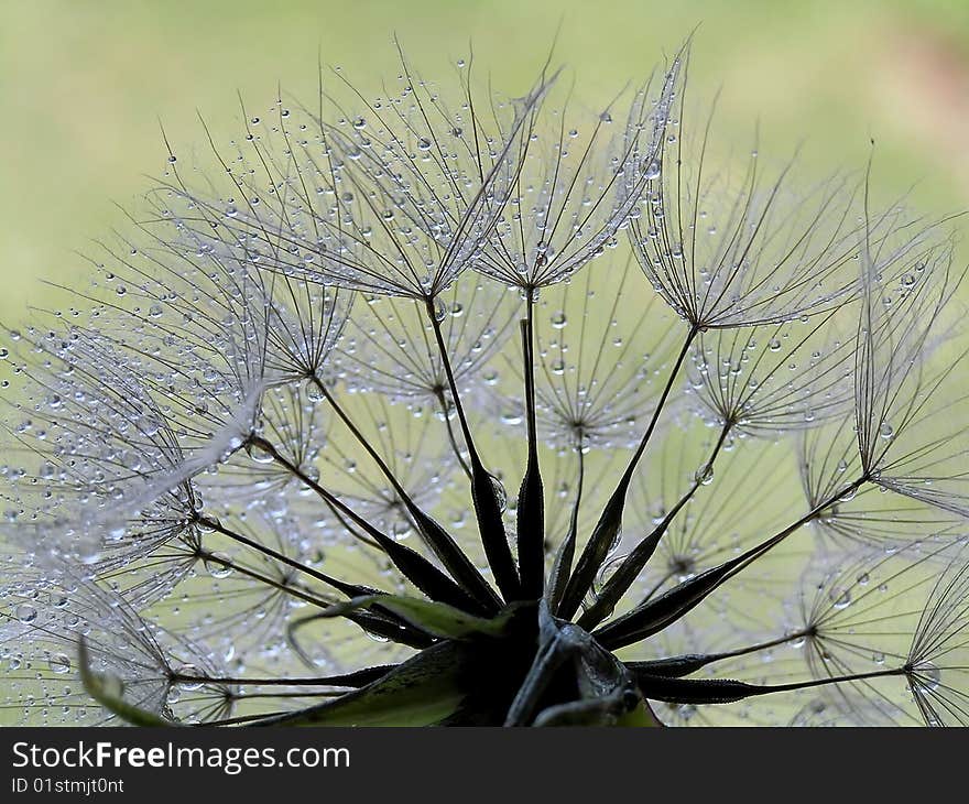 Water droplet on dandy seeds