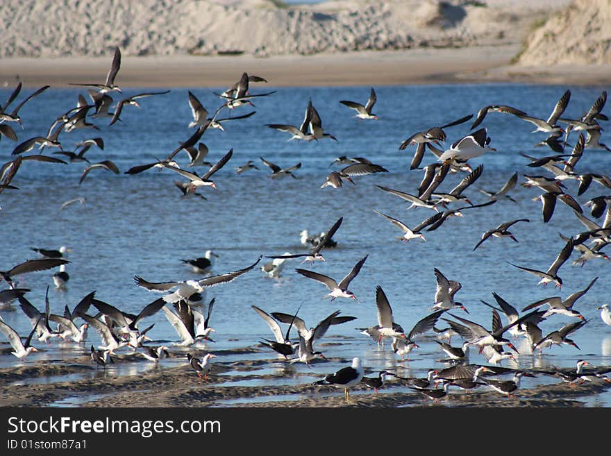 Some gulls flying over the sea. Some gulls flying over the sea.