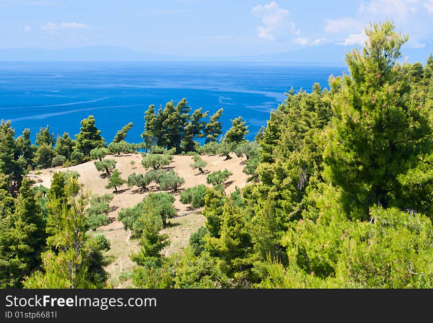 View from above by Olive trees and Aegean Sea. Greece, Halkidiki, Kassandra.