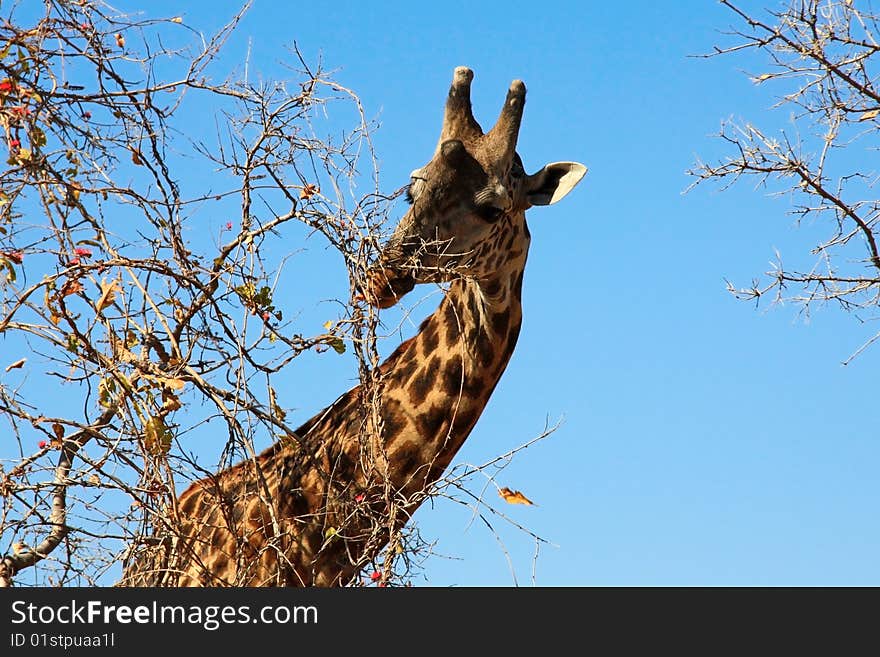 Female giraffe eating bush on sky background