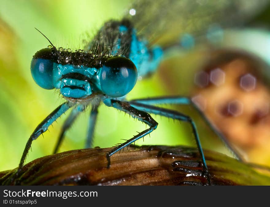 Azure Damselfly (Coenagrion puella), macro. Azure Damselfly (Coenagrion puella), macro