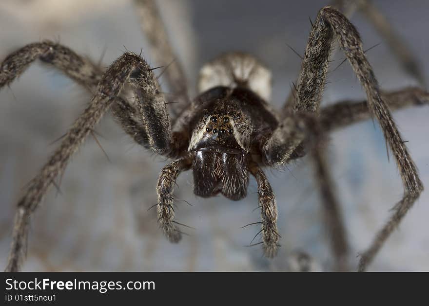 Portrait of spider, macro, close-up