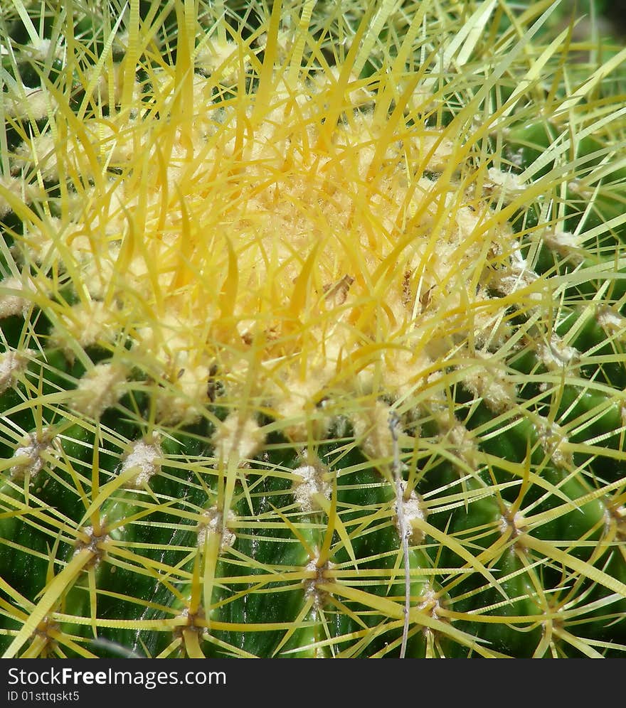 A top view of a golden barrel cactus, spikes and all.