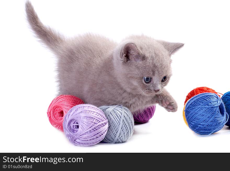 The British kitten plays on a white background