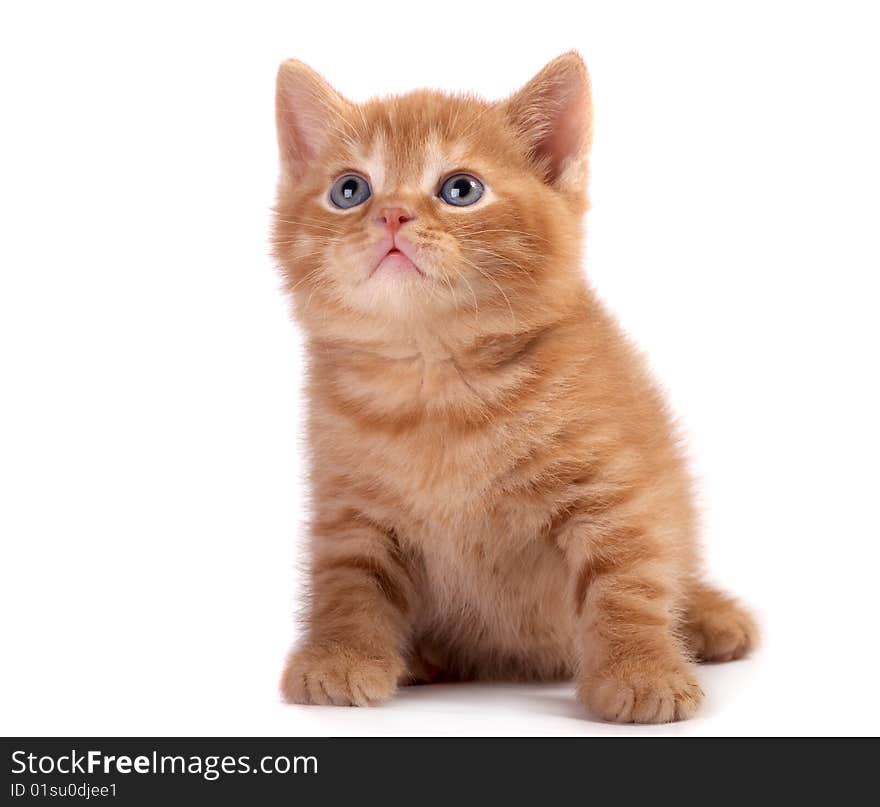 Red kitten on a white background. Red kitten on a white background