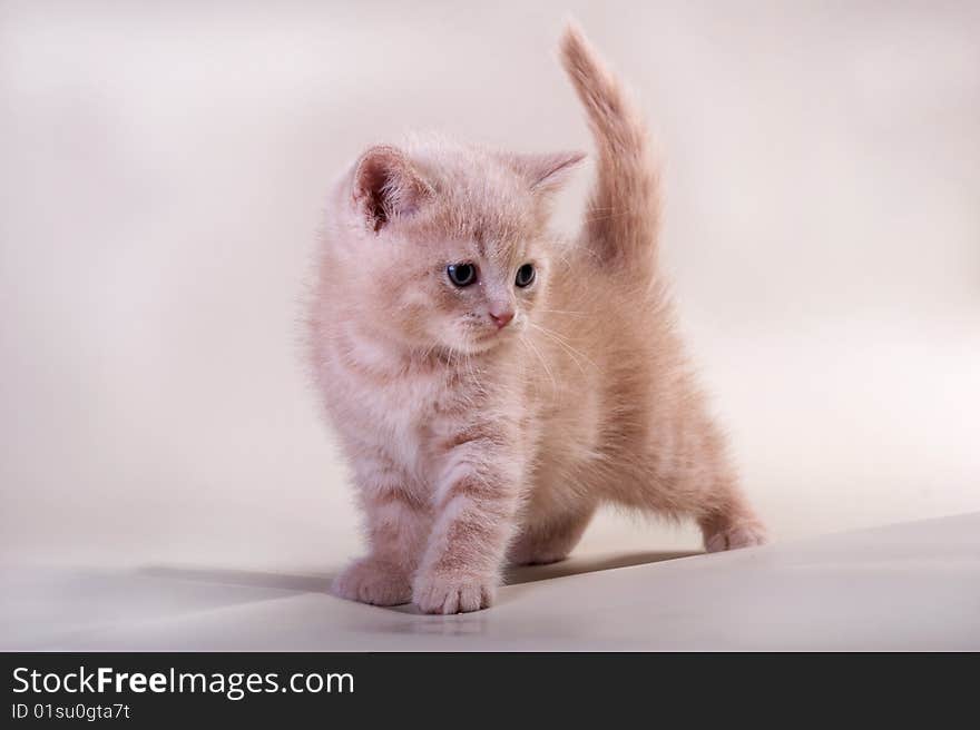 The British kitten on a beige background