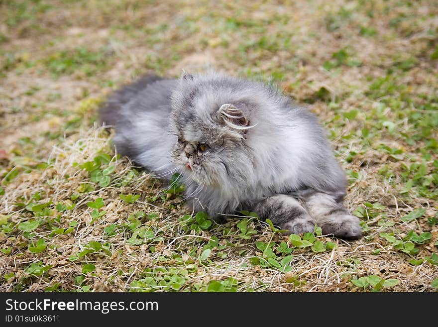 A garfield cat in the park