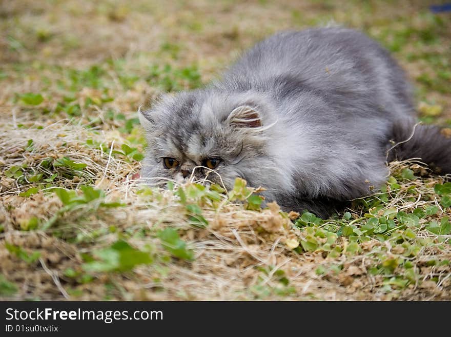 A cat grovel in the grassland. A cat grovel in the grassland