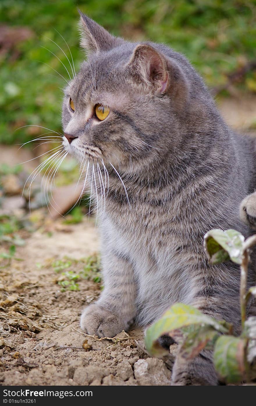 The cat play in the park