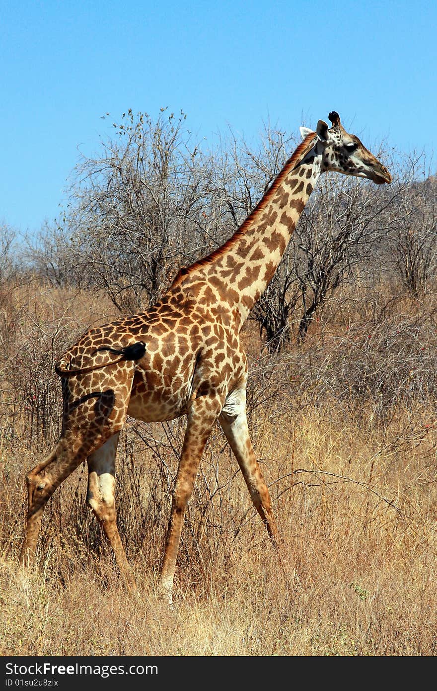 Giraffe in bushy savanna. Dry season. Tanzania, Ruaha National park.