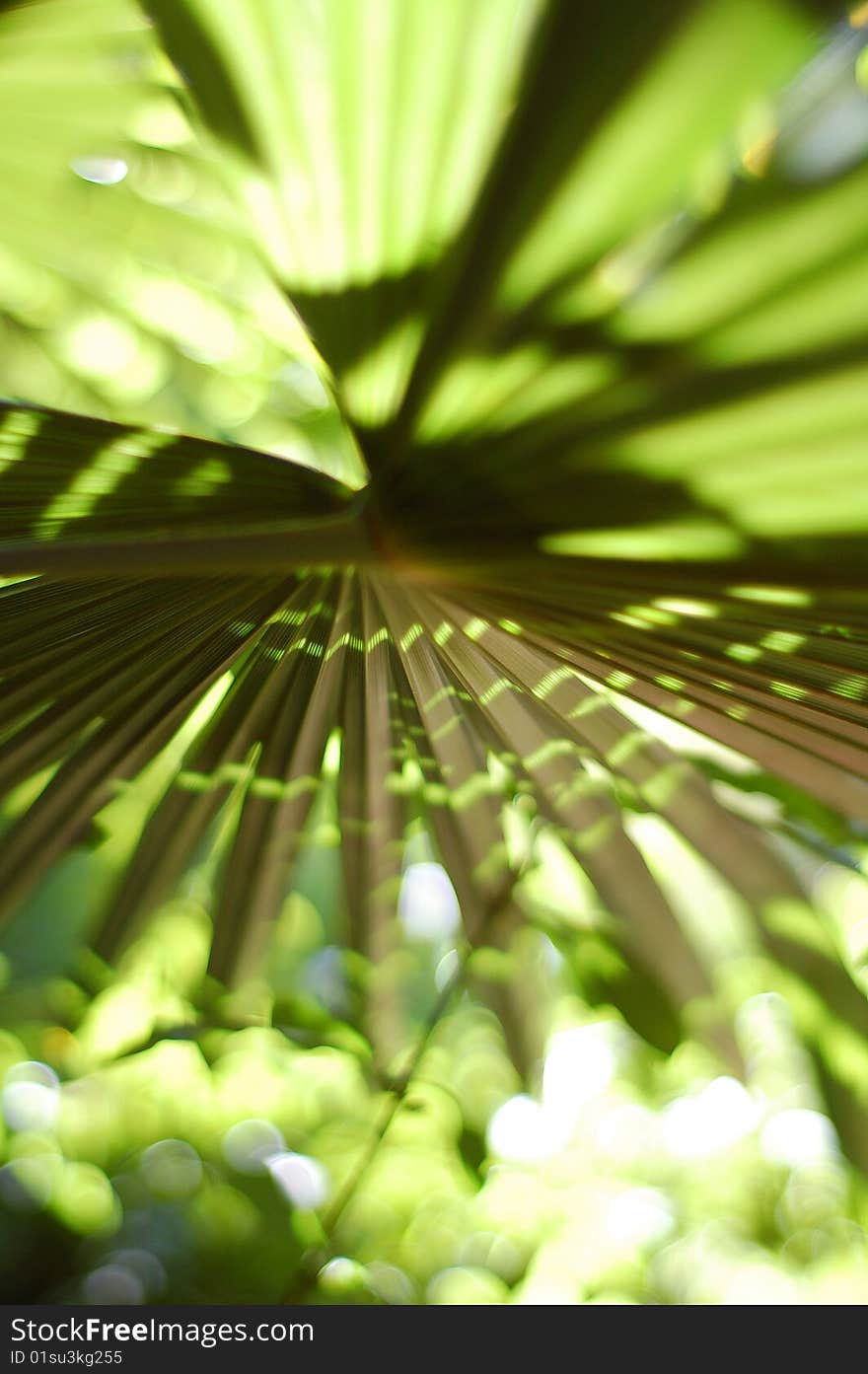 Close up of a palm frond