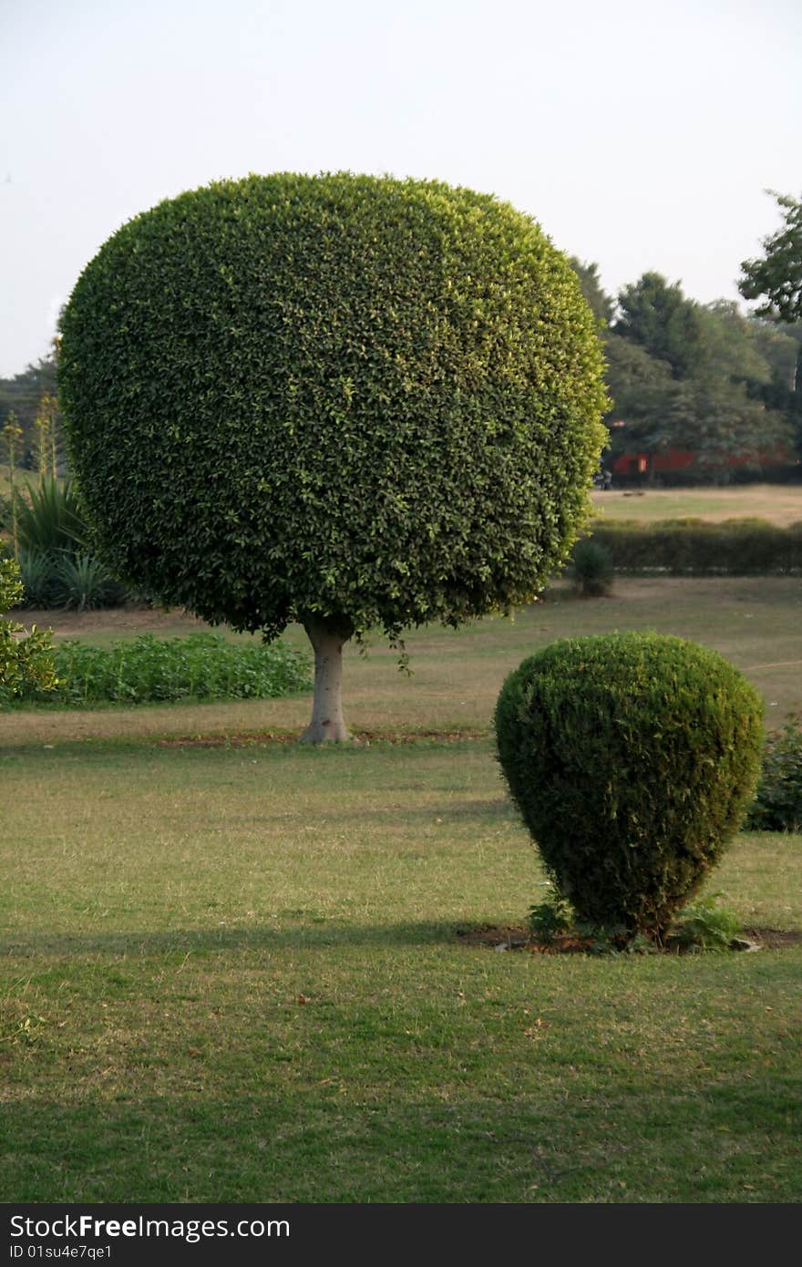 Geometrically trimmed plants in spherical and conical forms. Geometrically trimmed plants in spherical and conical forms