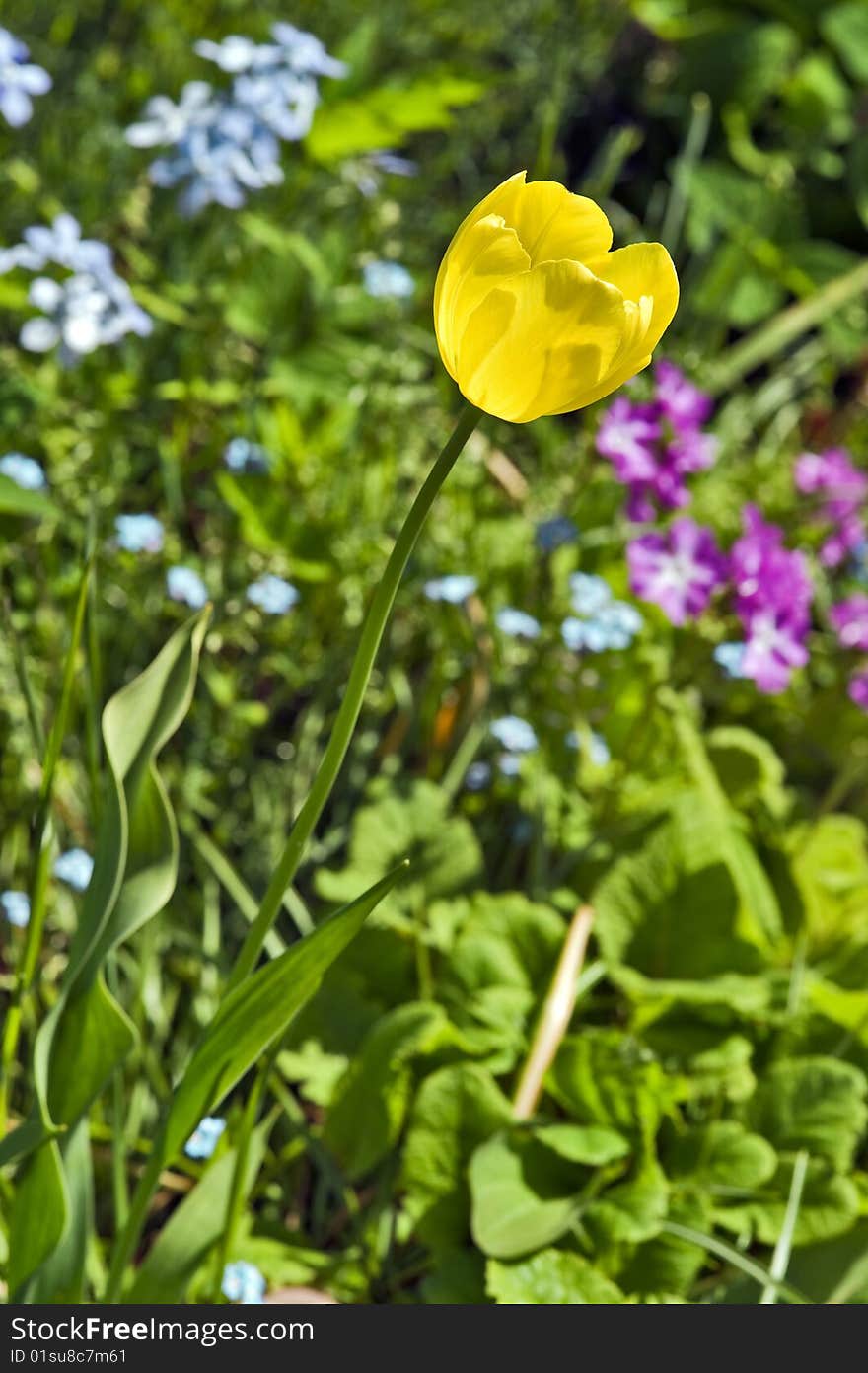 Yellow sunny tulip