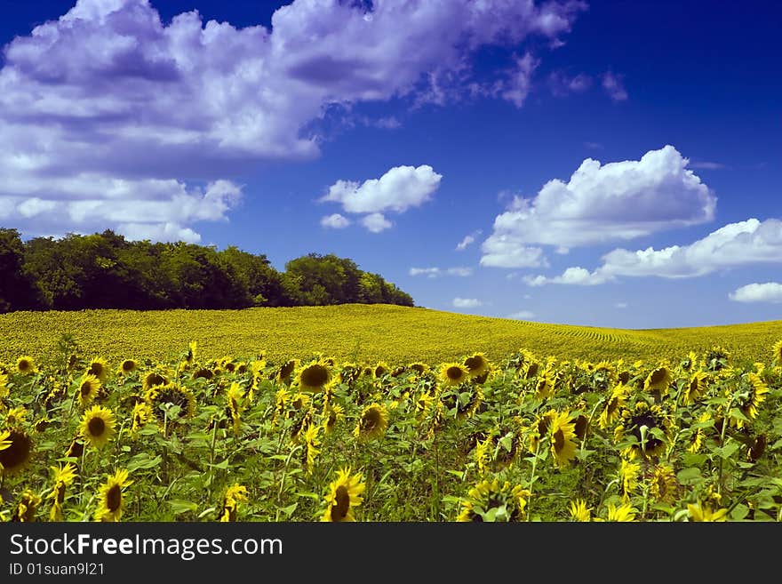 Sunflower Field