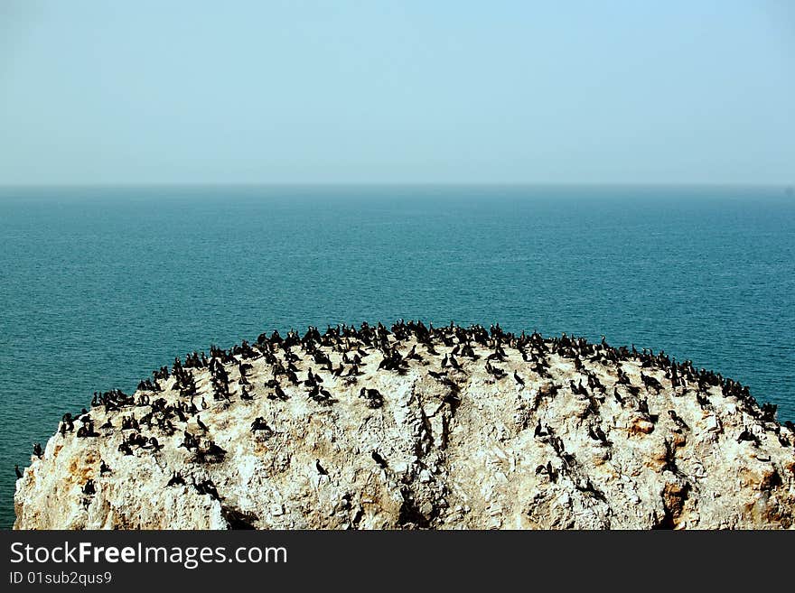 Rare birds, huge rocks, blue sea. Rare birds, huge rocks, blue sea