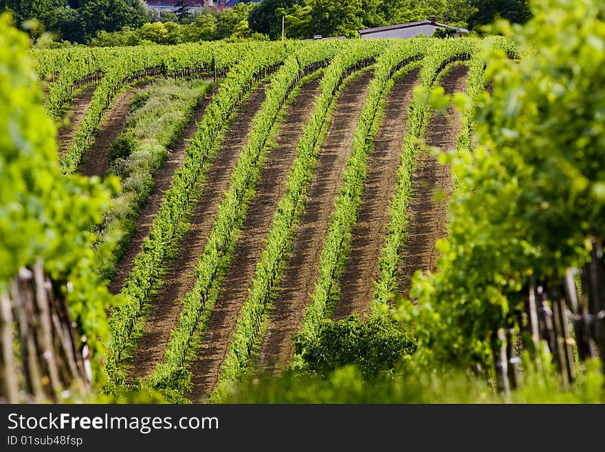 Vineyards