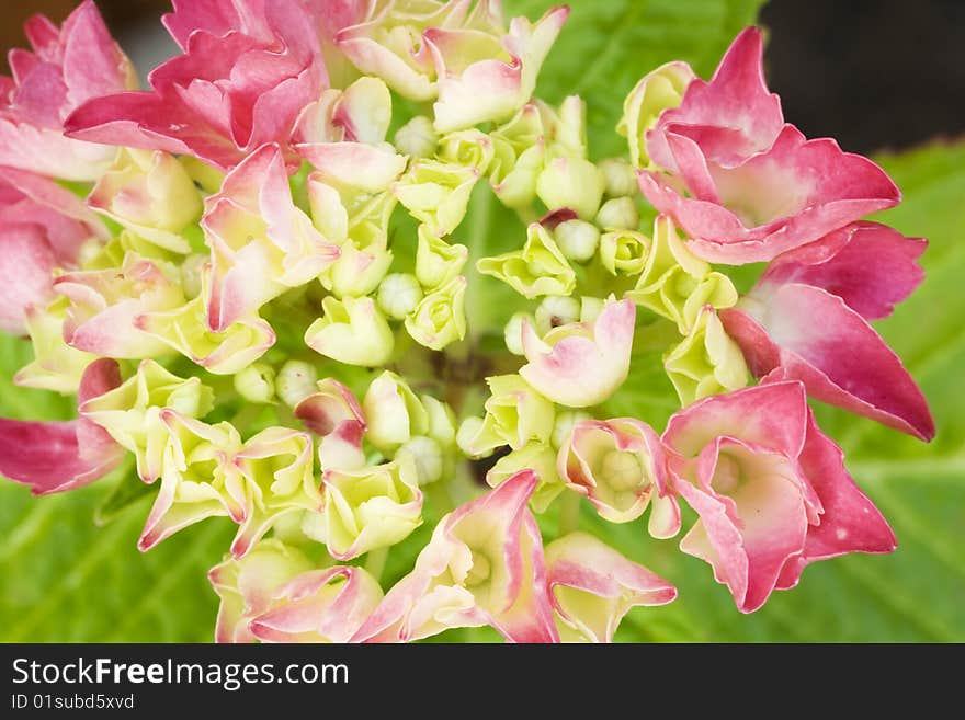 Pink Rhodedendron background texture with leaves